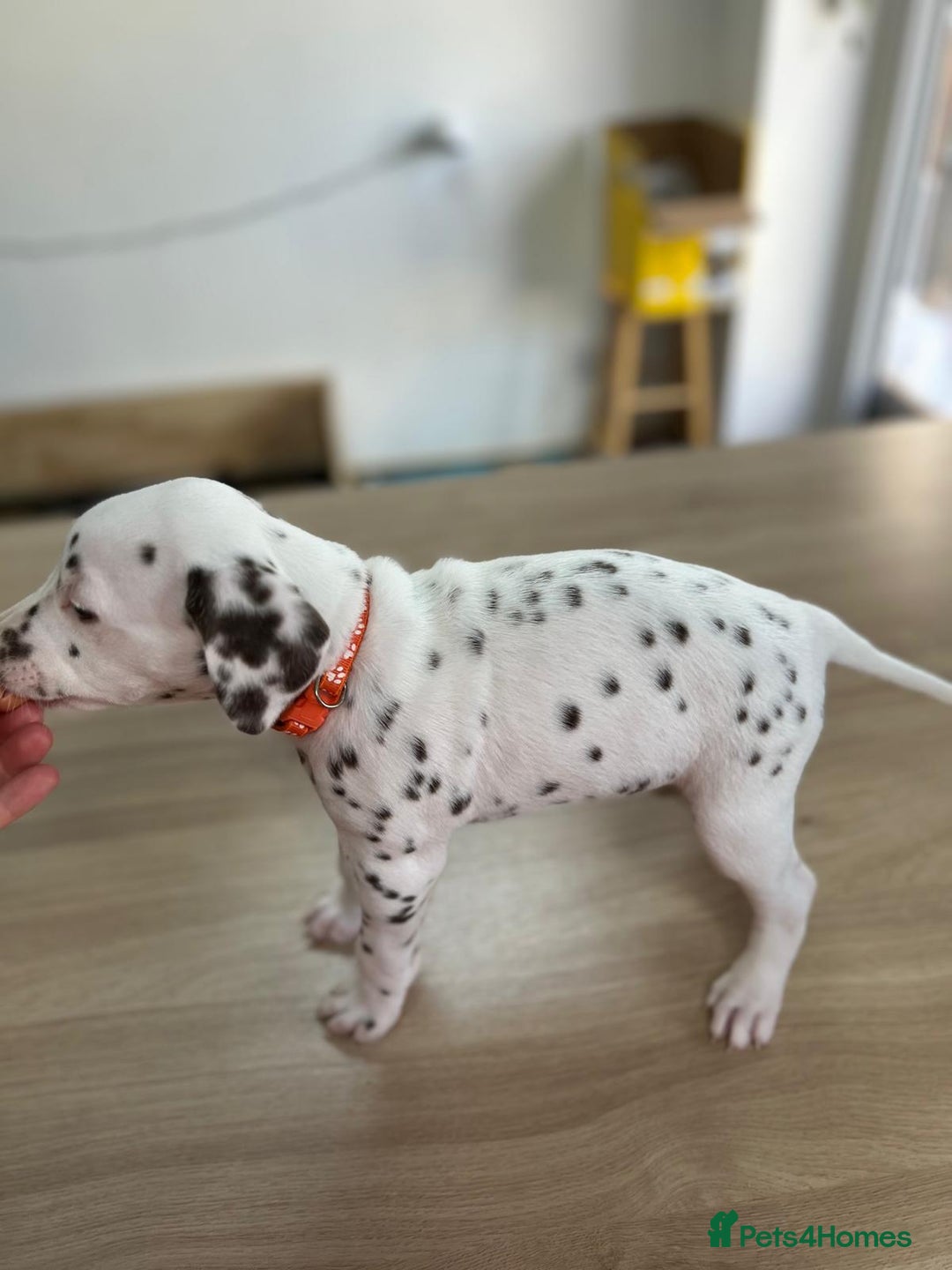 Dalmatian dogs for sale: 7 Dalmatian puppies available  - Image 3