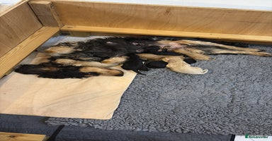 Cockapoo dogs - Advert 21