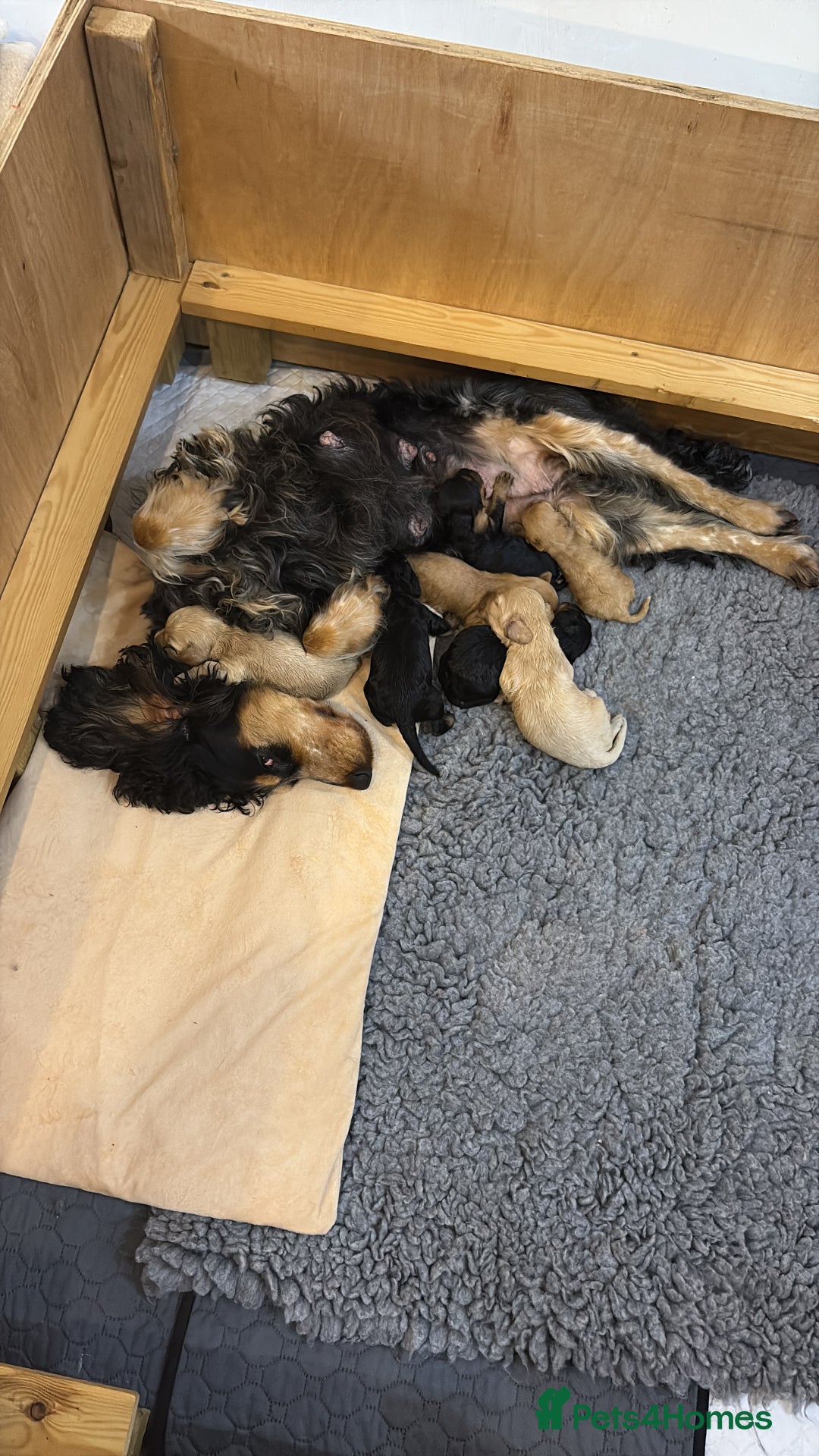 Cockapoo dogs for sale: Small F1 cockapoo’s for sale - Image 8