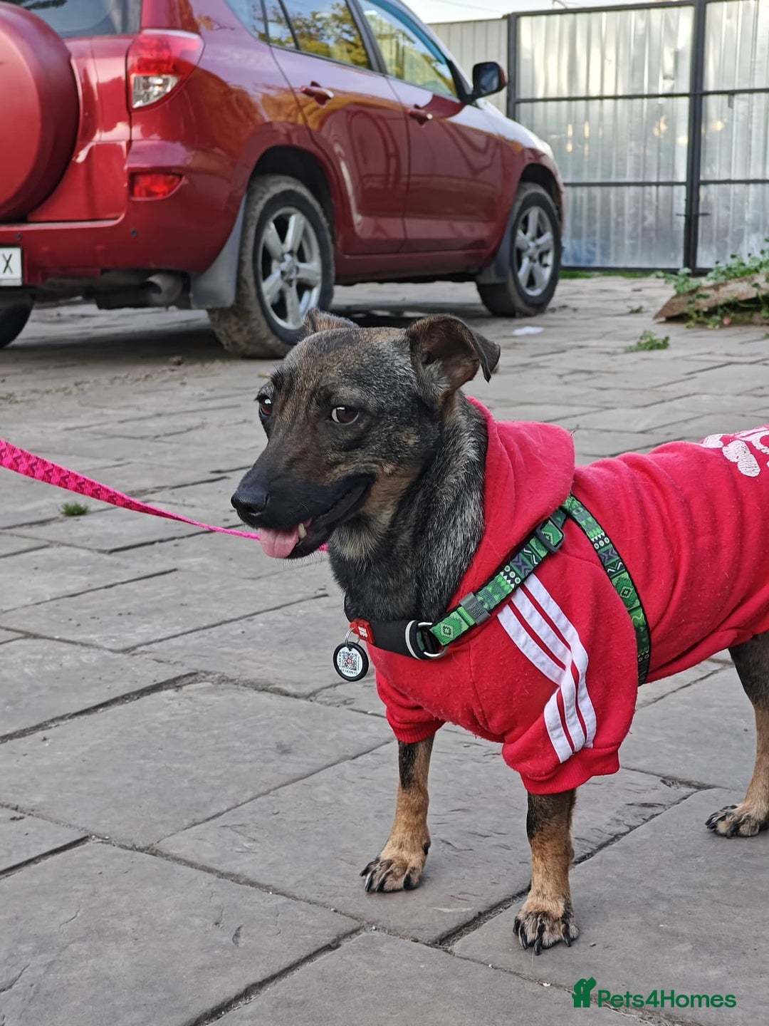 Mixed Breed dogs for adoption: 💖🐶 MALVA 🐶💖 - Image 14
