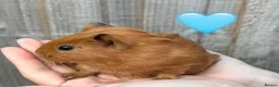 Guinea Pig rodents for sale: Baby Guinea Pigs for Sale  in Melton Mowbray - Advert 8