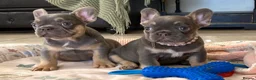 French Bulldog dogs for sale: 2 LEFT!! TOP QUALITY FRENCH BULLDOG PUPPIES - Advert 22