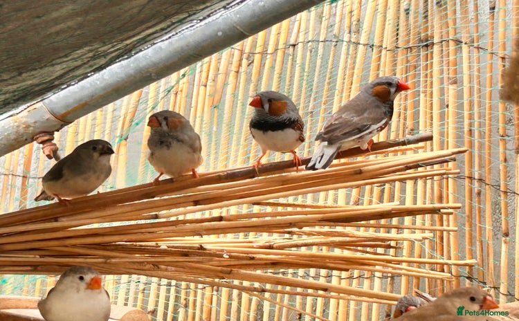 Finches birds - Advert 1