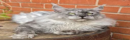 Maine Coon cats for stud: Black smoke boy from shaded line  - Advert 5