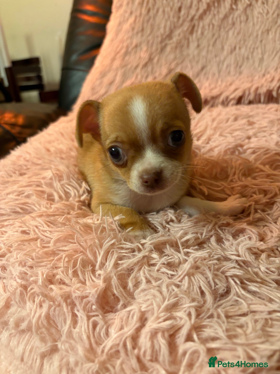 Chihuahua dogs for sale: Tiny Chihuahua puppy for sale  - Advert 3