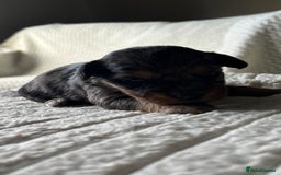 Jackapoo dogs for sale: 🐶🐾 F1 Minature Jackapoos 🐶🐾 - Image 18