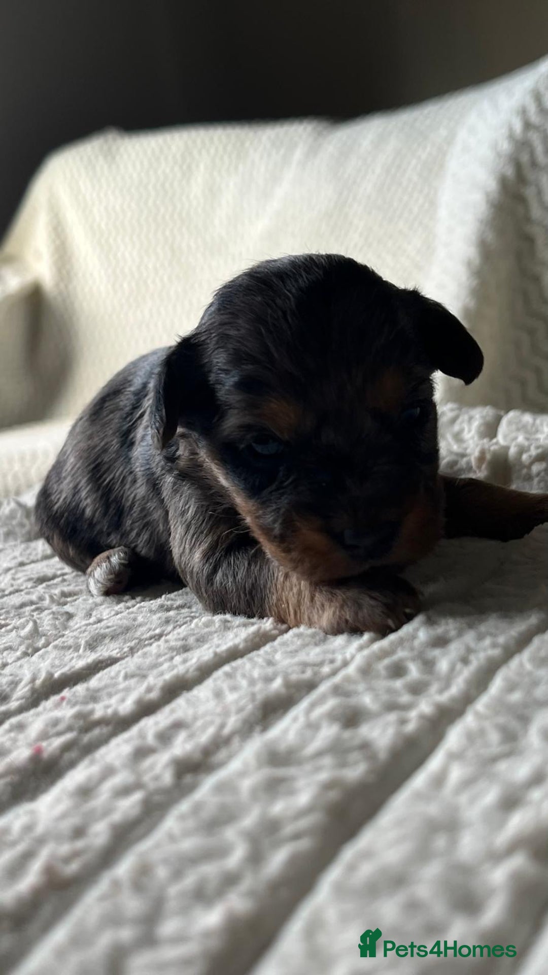 Jackapoo dogs for sale: 🐶🐾 F1 Minature Jackapoos 🐶🐾 - Image 18