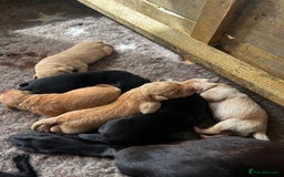 Labrador Retriever dogs for sale: Labrador pups  in Launceston - Image 2