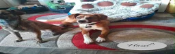 Mixed Breed dogs for adoption: Hazel, 6 months approx. Available for adoption. - Advert 8