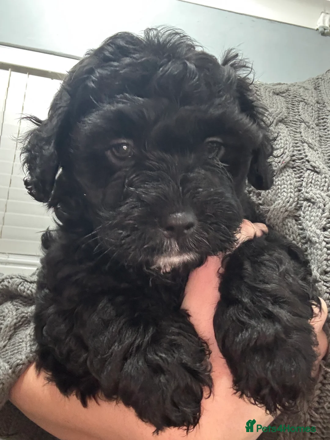 Mixed Breed dogs for sale: Shihpoo puppies - Advert 1