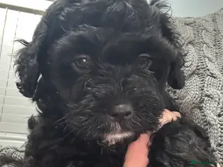 Mixed Breed dogs Shihpoo puppies - Advert 1