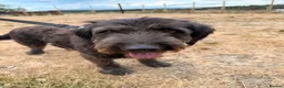 Mixed Breed dogs for sale: German shepherd cross - Advert 7