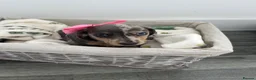Dachshund dogs for sale: 5 beautiful dachshund puppies  in Bury - Advert 11