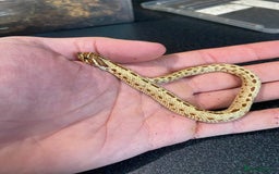 Snake reptiles for sale: Hognose Breeding Pair and Babies - Image 12