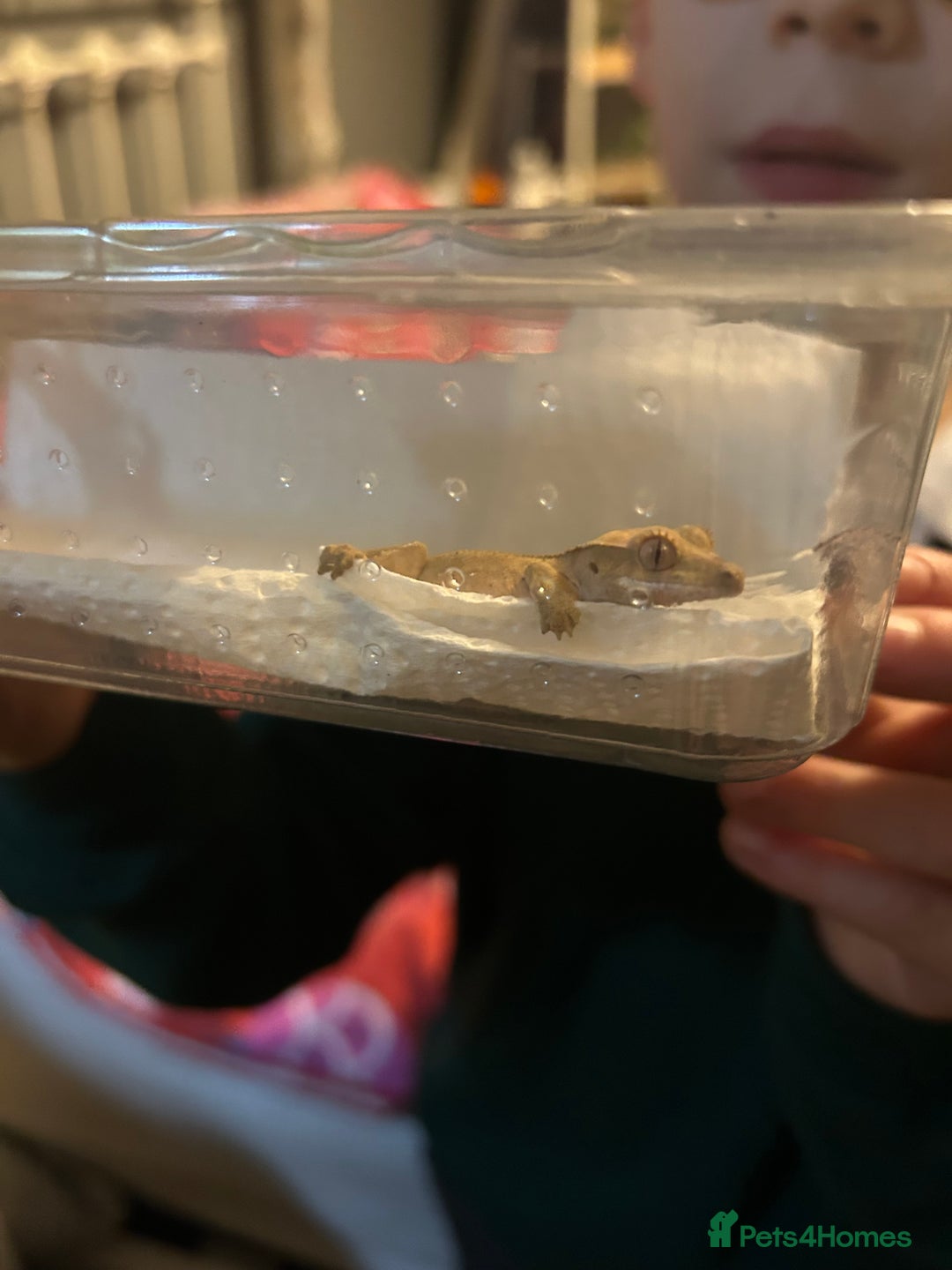 Gecko reptiles for sale: 2 baby crested geckos with full enclosure set up  - Advert 3