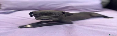 Staffordshire Bull Terrier 5