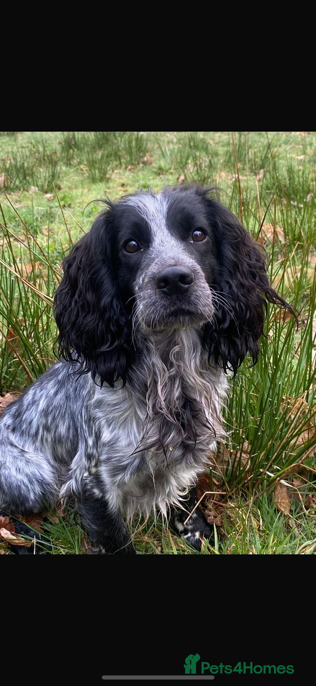 Cocker Spaniel dogs for sale: 2 Working Cocker Spaniel Dog pups - Advert 2