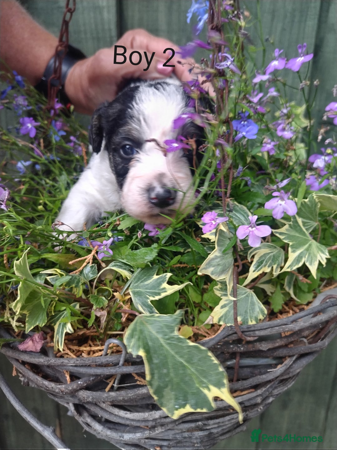 Mixed Breed dogs for sale: Gorgeous jack-chons - Image 10