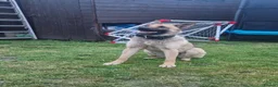 Belgian Shepherd Dog dogs for sale: Stunning Belgian Mali in Crewe - Advert 4