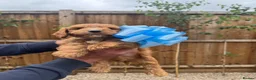 Cockapoo dogs for sale: Cockapoo F1 Gorgeous Puppies 🐶❤️ - Advert 13