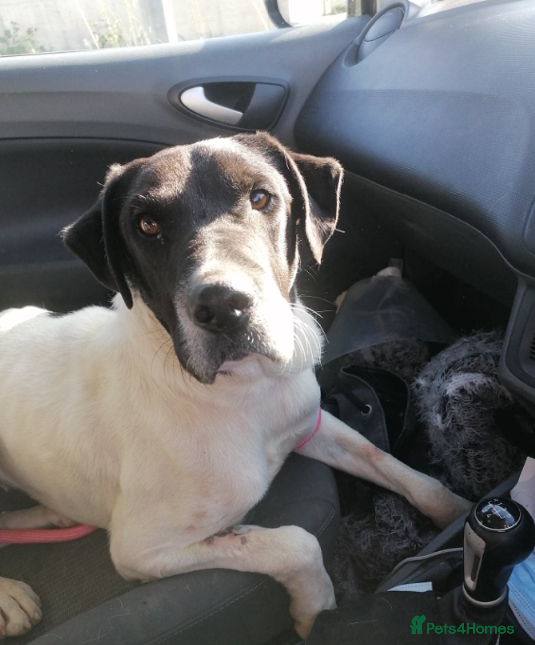 Pointer dogs for adoption: Flynn - Loyal boy seeks 3rd (and final) home! - Image 2
