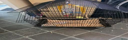 Budgerigars birds for sale: Pair of beautiful baby budgies + cage - Advert 2