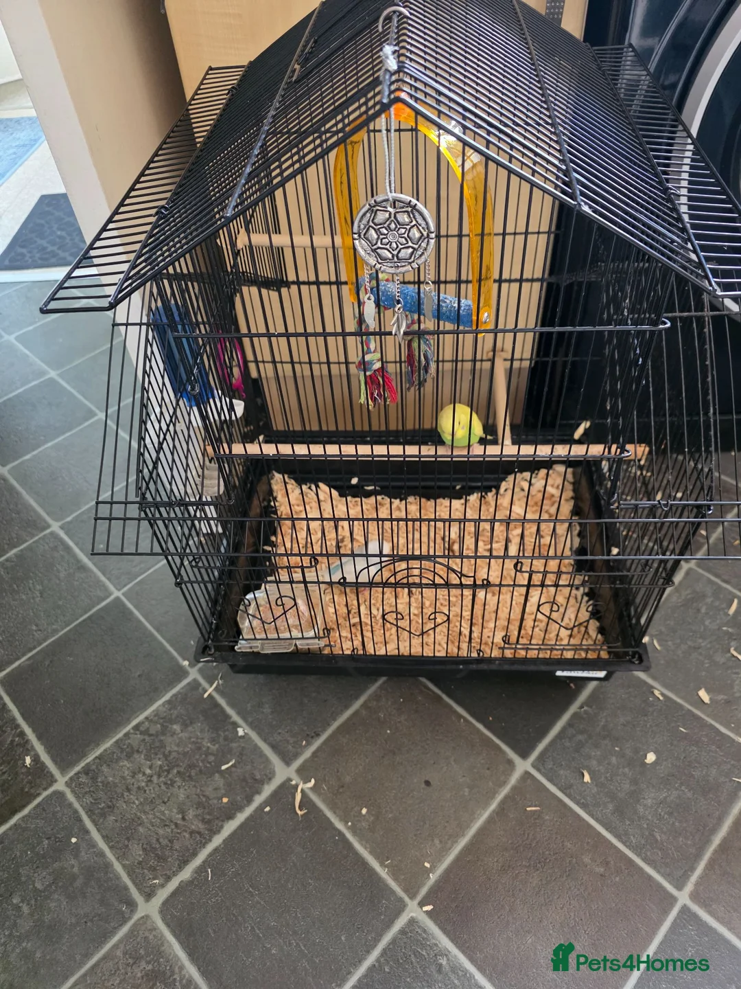 Budgerigars birds for sale: Pair of beautiful baby budgies + cage - Advert 2