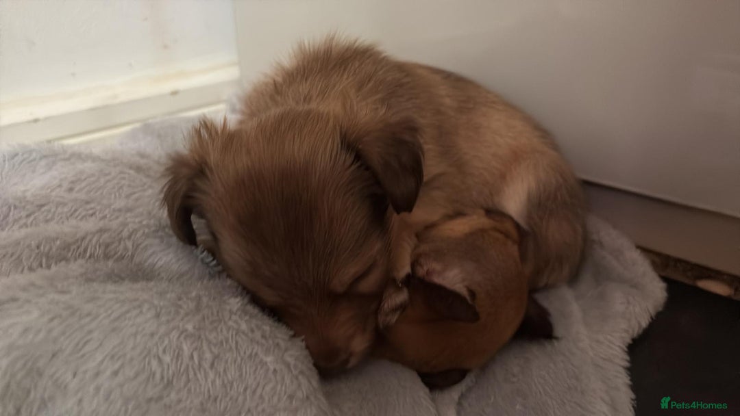 Mixed Breed dogs for sale: chihuahua mixed breed - Advert 16