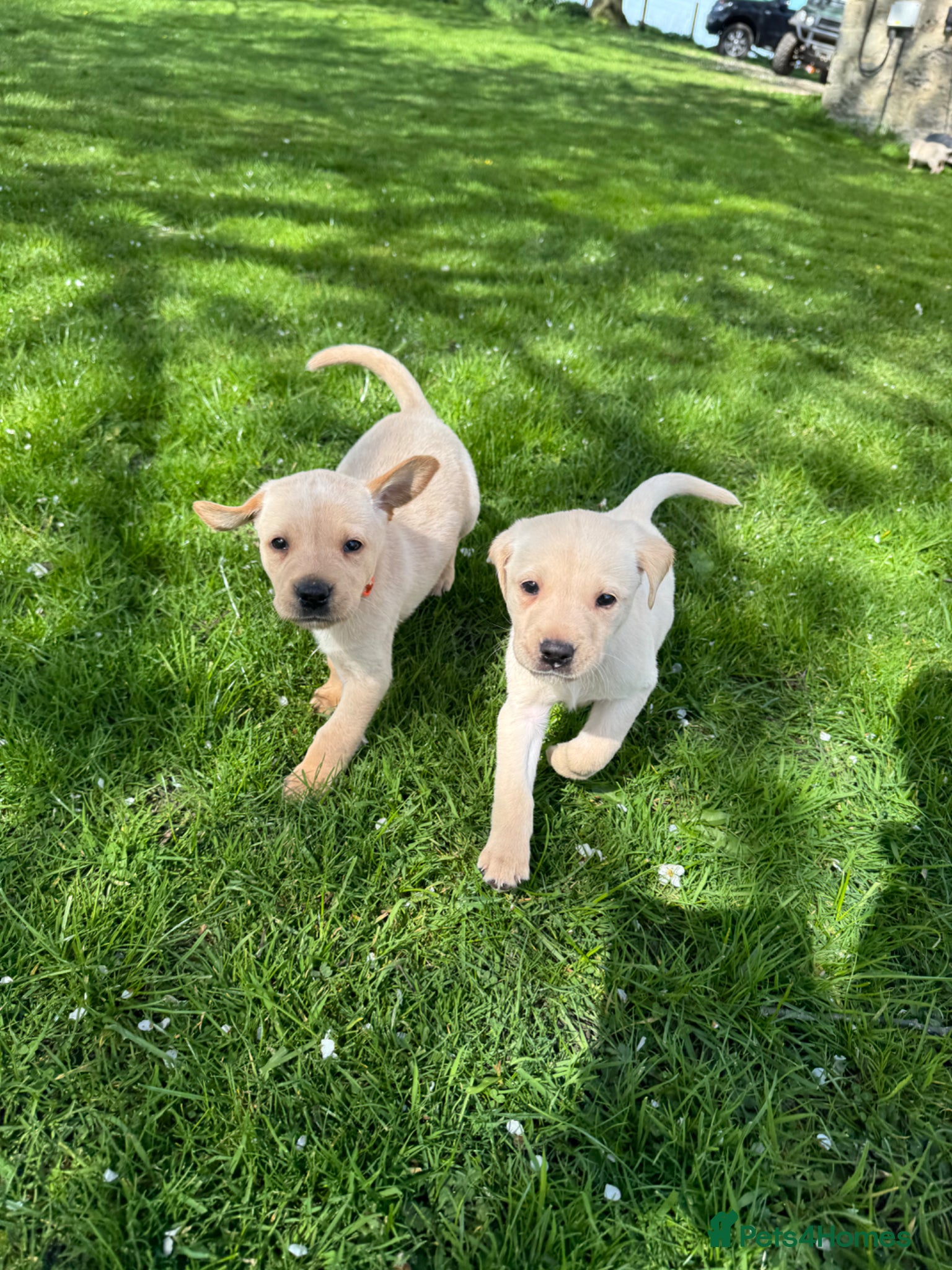 Labrador Retriever dogs Full KC Working lab pups!  - Advert 5