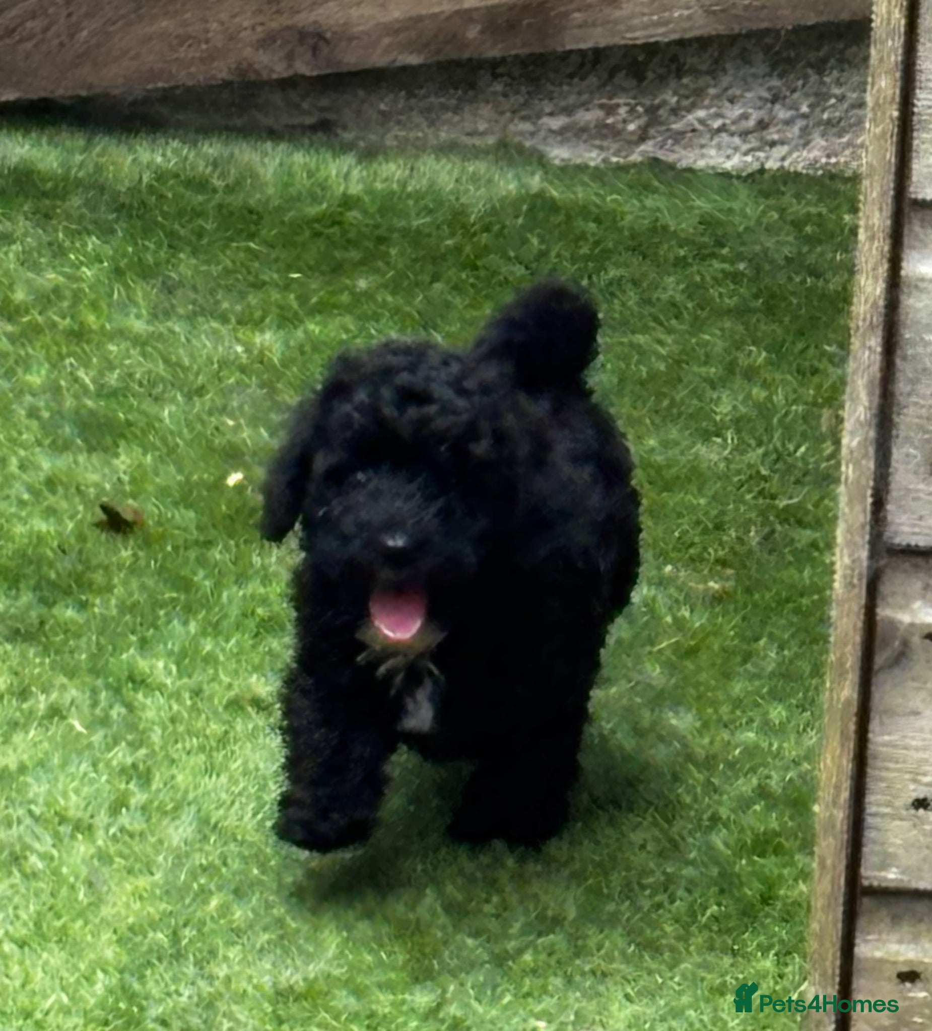 Toy Poodle dogs Toy Poodle puppies Health tested parents  - Advert 4