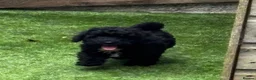 Toy Poodle dogs for sale: Toy Poodle puppies Health tested parents  - Advert 2