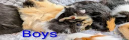 Guinea Pig rodents for sale: Beautiful Baby Guinea Pigs  - Advert 6