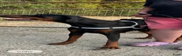 Dobermann dogs for sale: Ruby Beautiful Doberman Girl - Advert 8