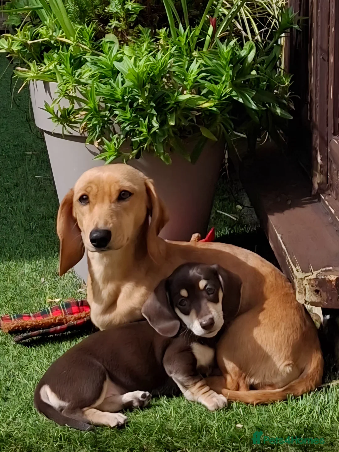 Miniature Dachshund dogs for sale: 🐾❤️KC Reg Miniature dachshunds  - Advert 1