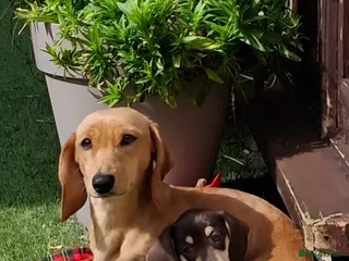 Miniature Dachshund dogs 🐾❤️KC Reg Miniature dachshunds - Advert 9