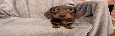 Miniature Dachshund Puppy 3