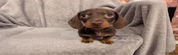 Miniature Dachshund dogs for sale: Litter of three Miniature Dachshunds for sale. - Advert 5