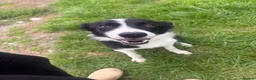 Border Collie dogs for sale: Jan 5 Years Old - Advert 5
