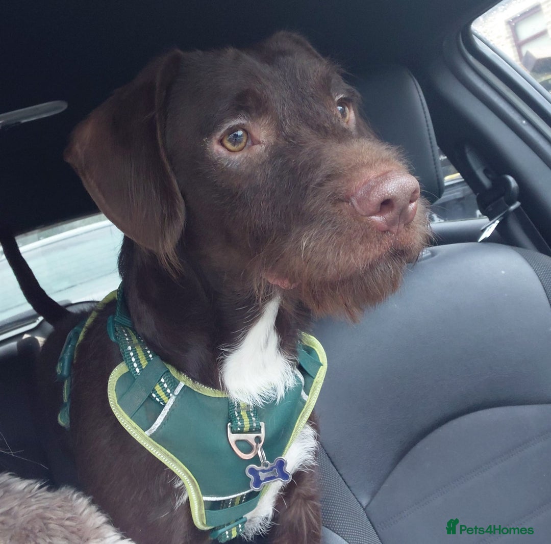 Mixed Breed dogs for sale: This beautiful Springdale is 10 month old  - Advert 2