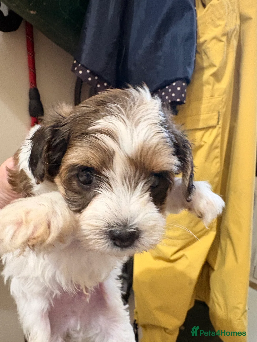 Mixed Breed dogs for sale: Yorkiepoos - Advert 2