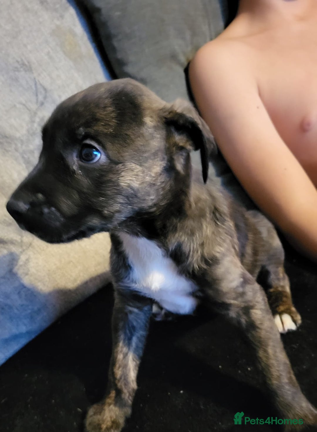 Mixed Breed dogs for sale: 8 beautiful presa canario x huntaway puppies  - Image 6