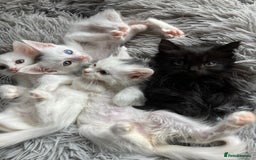 Mixed Breed cats for sale: Lovely little kittens for sale - Image 3