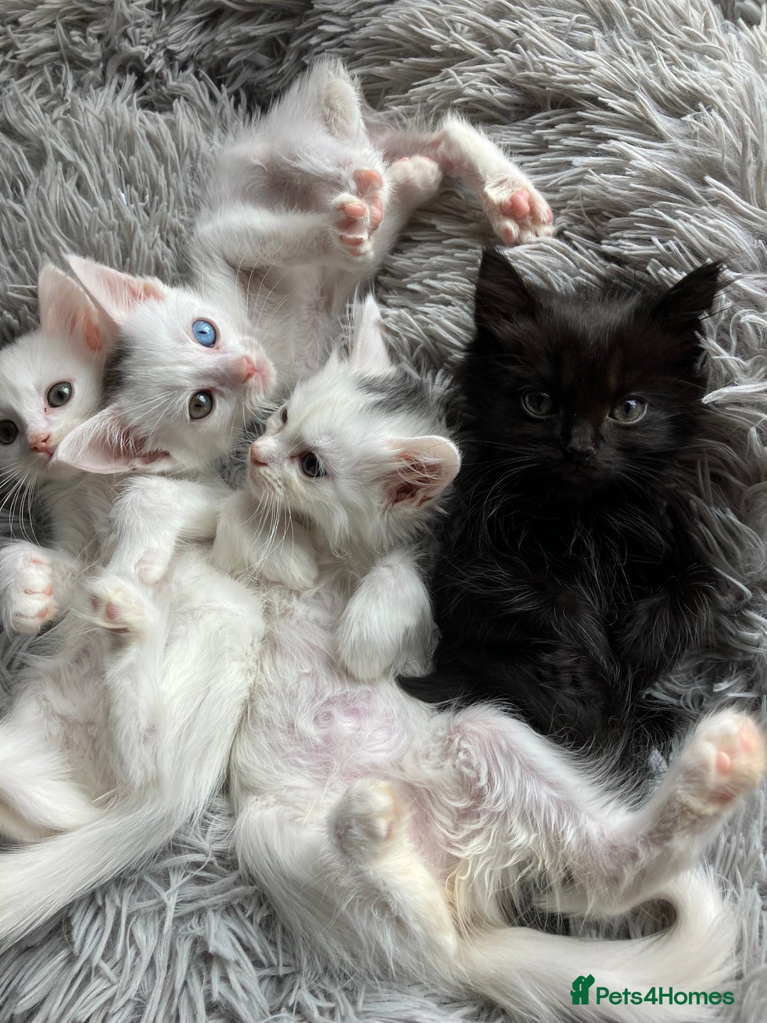 Mixed Breed cats for sale: Lovely little kittens for sale - Image 3