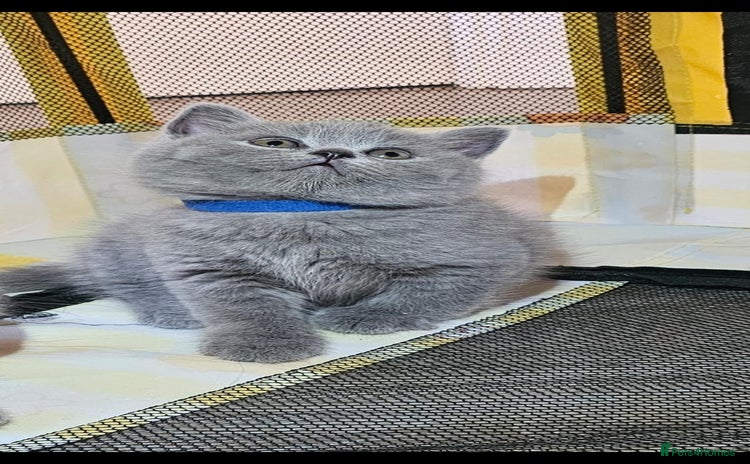 British Shorthair cats - Advert 11