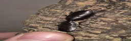 Cockroaches invertebrates for sale: Madagascan hissing cockroach nymphs + adults - Advert 3