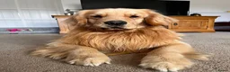 Golden Retriever dogs for stud: Stud Service - Champion Bloodline Golden Retriever - Advert 5