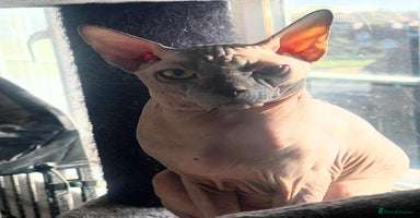Sphynx cats - Advert 4