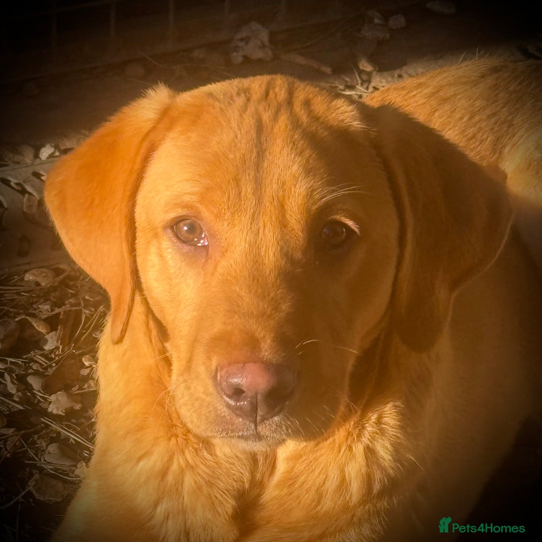 Labrador Retriever dogs for sale: Roger the Fox Red Lab - Advert 15