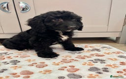 Cockapoo dogs for sale: Cockapoo Puppies Ready Now Fully Vaccinated  - Advert 17