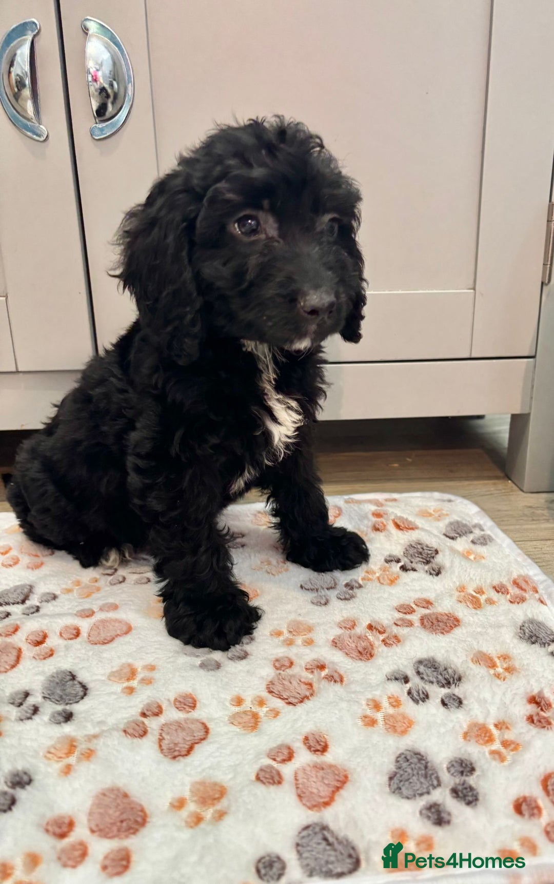 Cockapoo dogs for sale: Cockapoo Puppies Ready Now Fully Vaccinated  - Advert 17